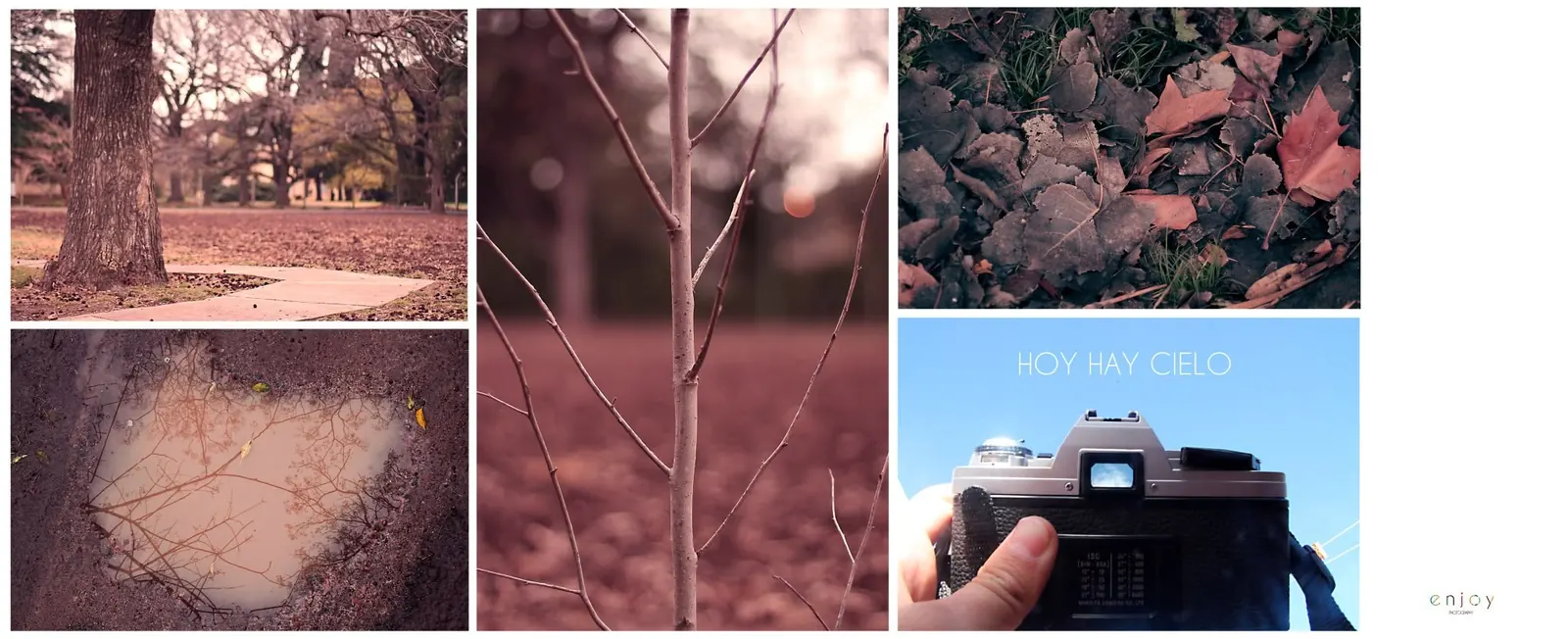 Lámina «Hoy hay cielo»: escenas de otoño —troncos, un charco con ramas reflejadas, hojas caídas— y una cámara Minolta apuntando al cielo